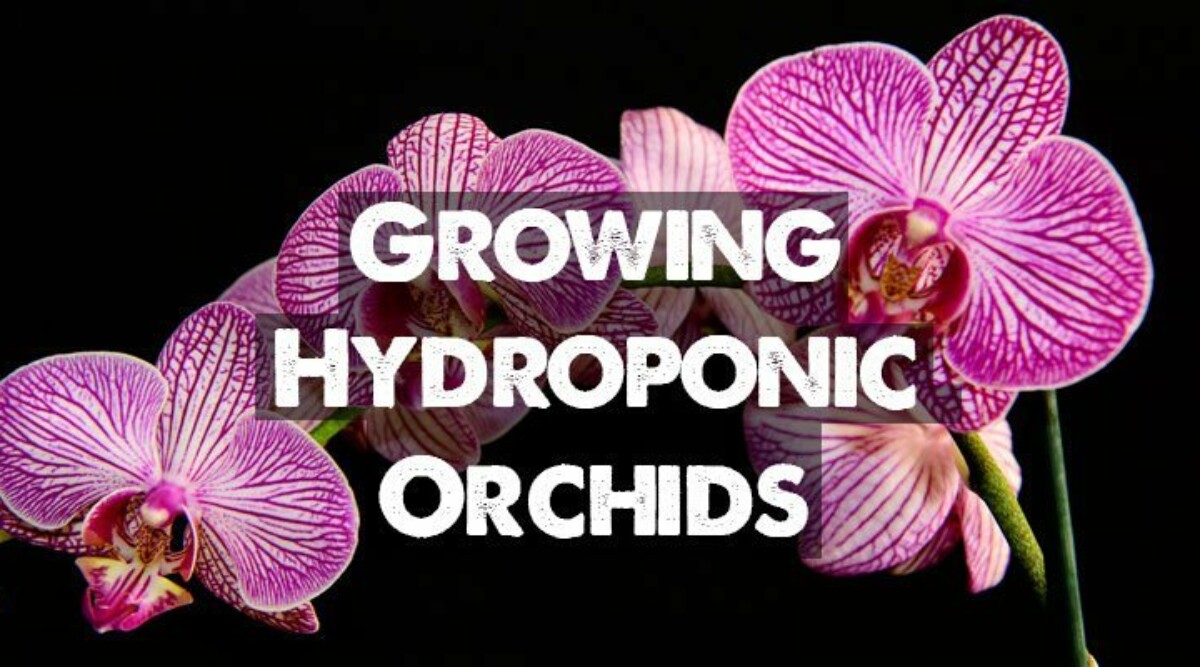 Hydroponic orchids