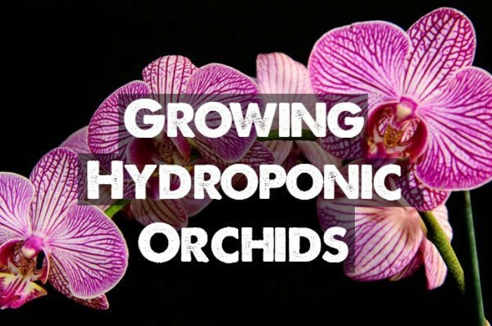 Hydroponic orchids
