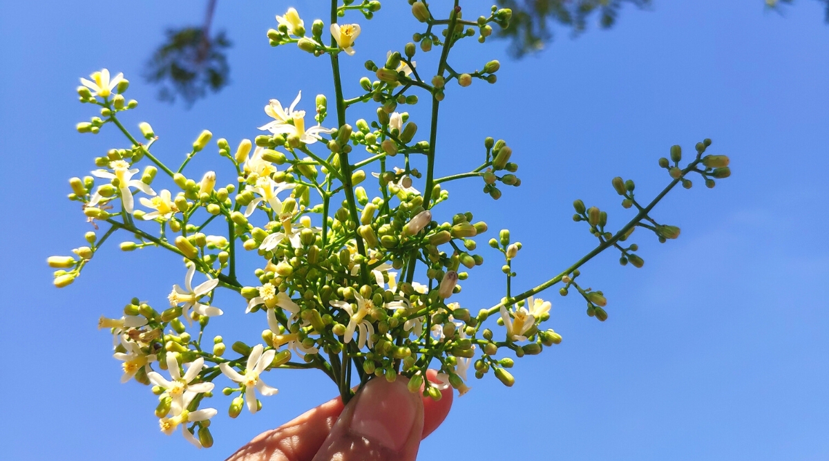 Close-up of a woman's hand holding flowers of a neem plant against a blue sky. The flowers are small, creamy white, arranged along long, thin stems, and consist of five petals that form a tubular shape, with the petals slightly curved back. In the center of the flower are yellow stamens and a pistil.