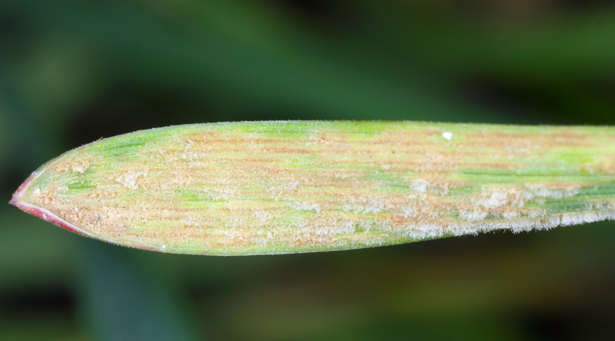 Close-up of a corn leaf infected with powdery mildew on a blurred green background. The corn leaf is elongated, flat, in the form of a ribbon, with a slightly pointed tip and longitudinal veins along the entire length. The leaf is green in color, covered with a white-gray moldy coating.