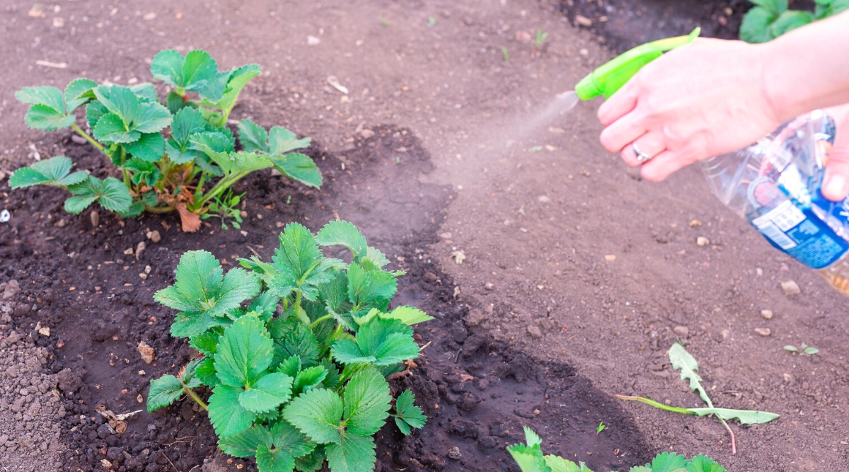 Spraying strawberry plants in the garden. Close-up of a woman's hand spraying strawberry plants from a plastic bottle with a green spray nozzle. The strawberry plant is a low growing perennial herbaceous plant with basal leaves that emerge from the crown of the plant. The leaves are compound, consisting of three leaflets arranged in triplicate. Each leaflet is obovate with a serrated or serrated margin.