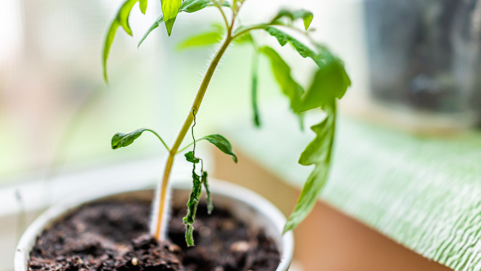 A close-up shot of a plant that is placed on a pot and its leaves that are wilting indoors