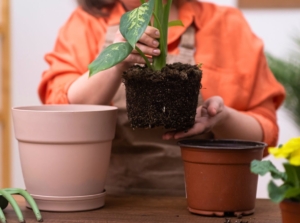A shot of a person in the process of repotting plants that showcases transplant shock
