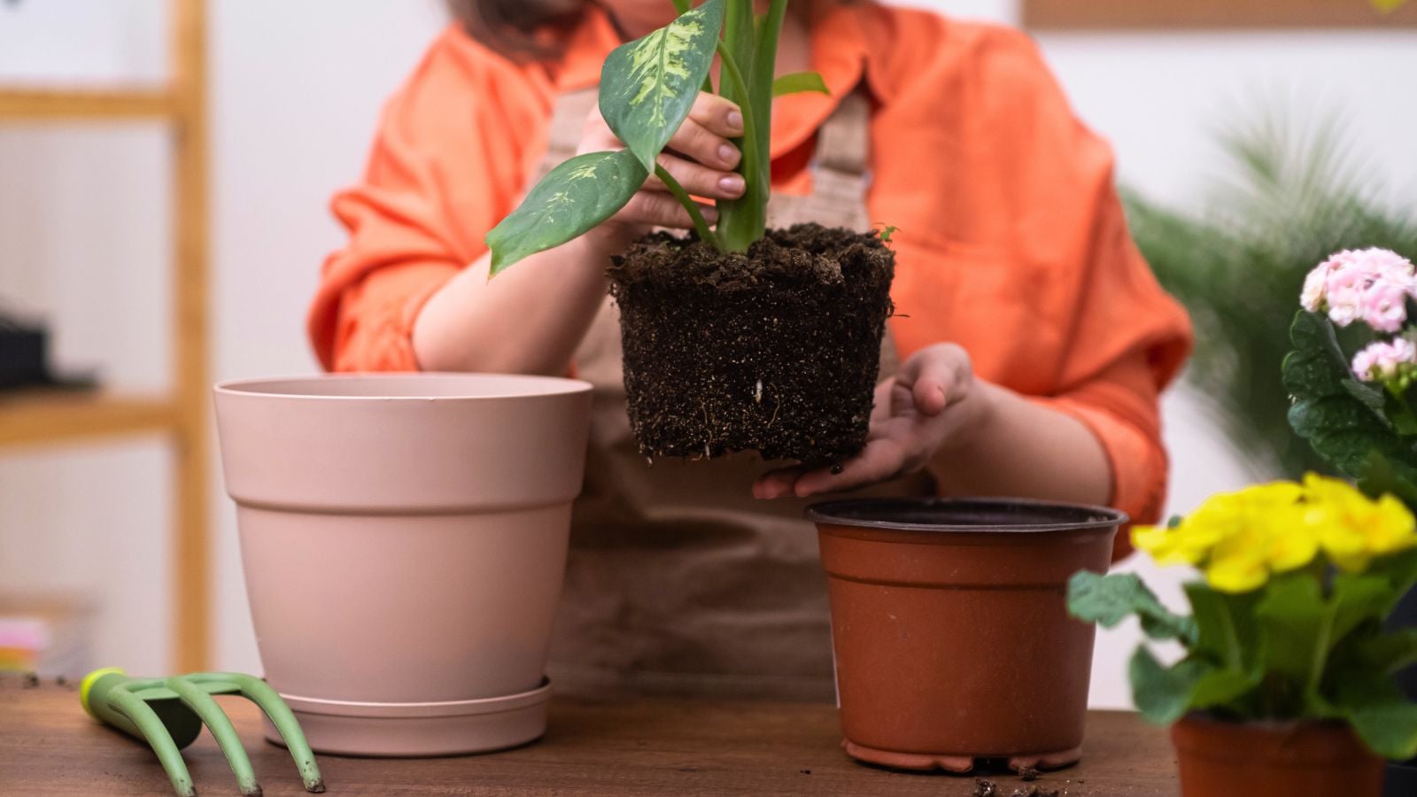 A shot of a person in the process of repotting plants that showcases transplant shock