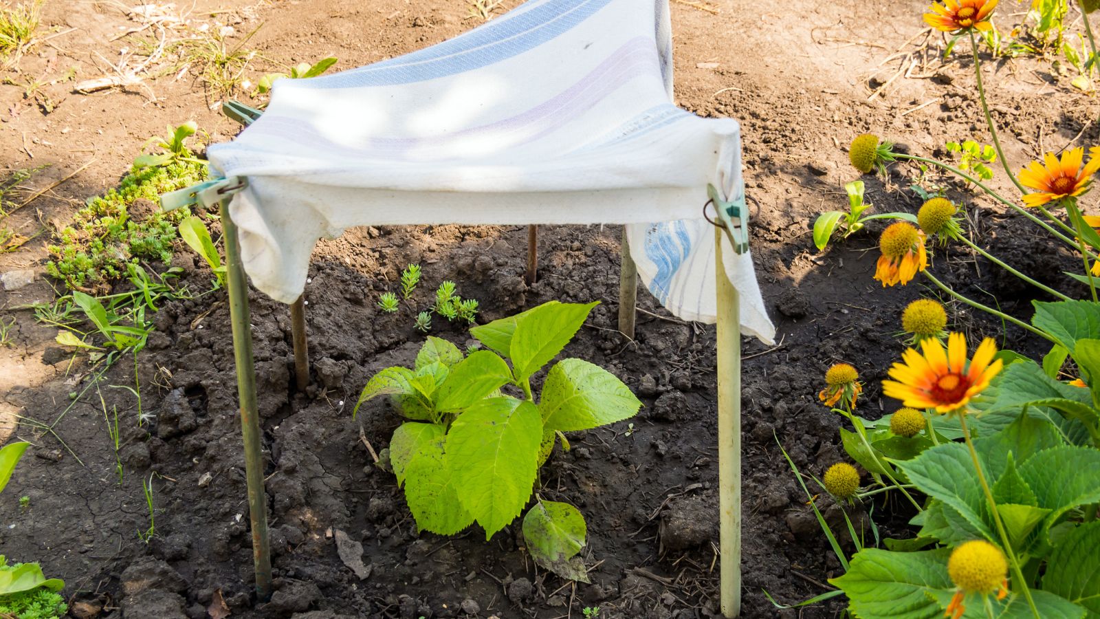 A shot of a seedling being protected by a cloth from the harsh sun