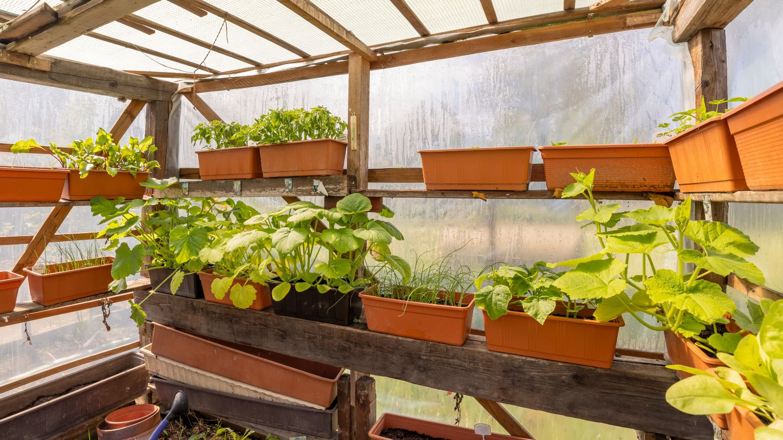 A shot of developing seedlings in individual containers in a greenhouse area outdoors