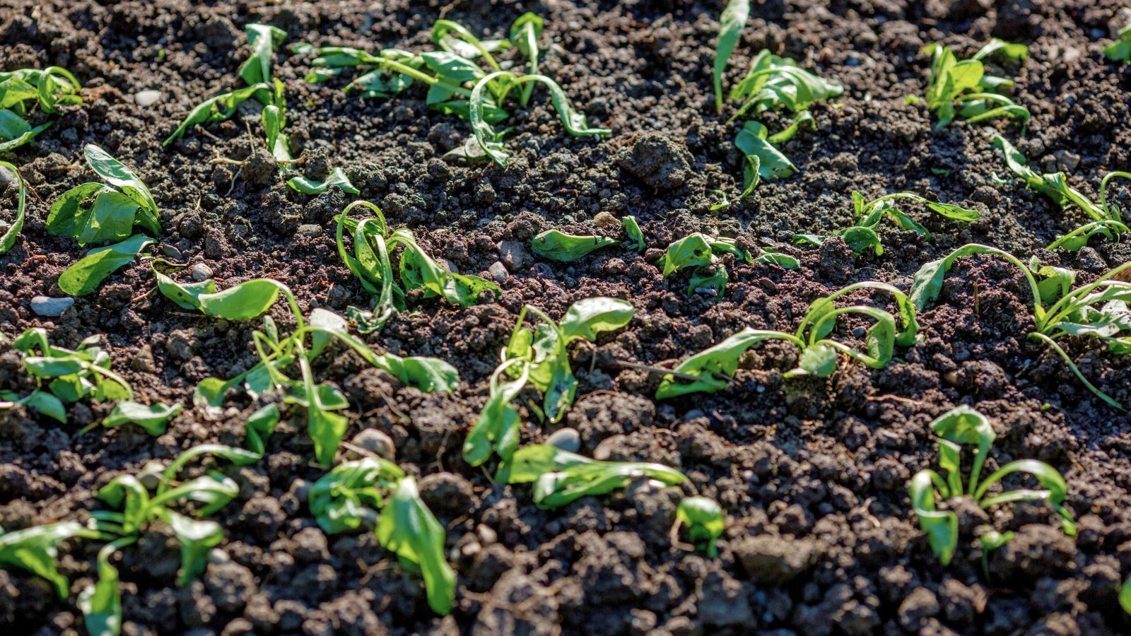 A shot of several wilting seedlings on soil in a well lit area outdoors