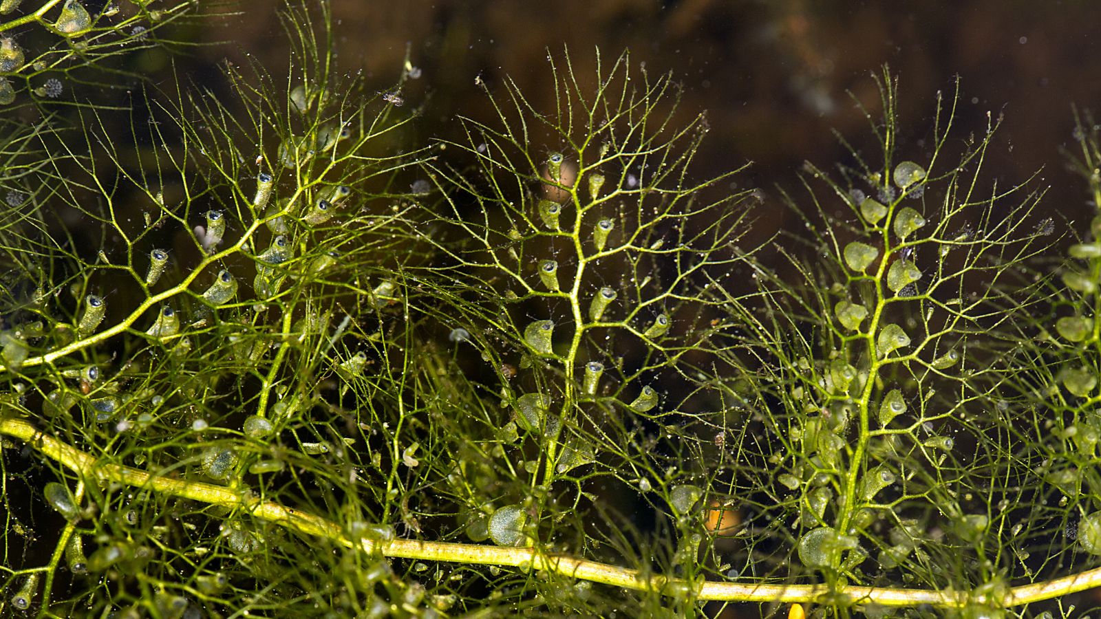 A lovely closeup shot of the Bladderwort's leaf appearing to have small bladders that suck in insects