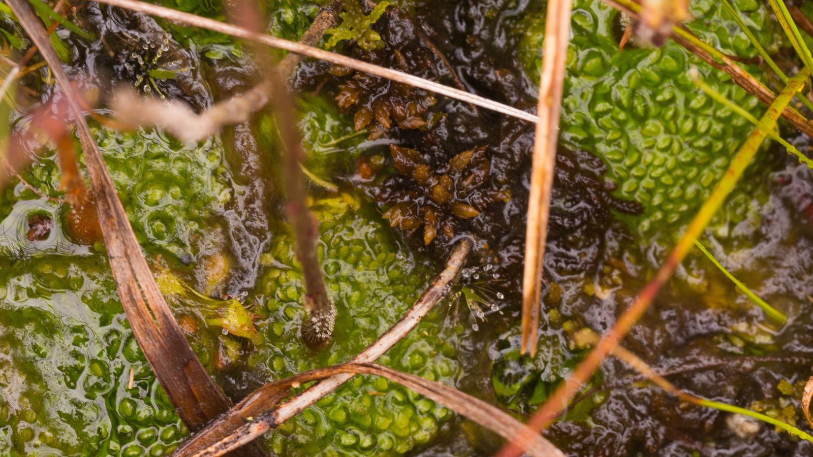 Carnivorous plants submerged in water appearing to have green and lumpy forms surrounded by other foliage
