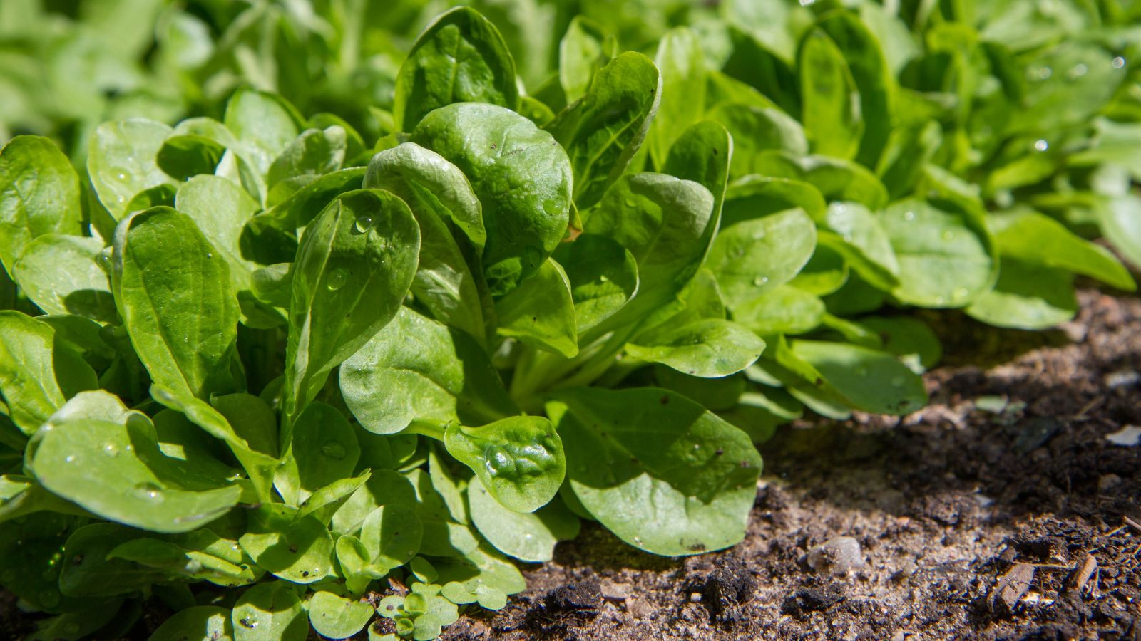 An area covered in countless Valerianella locusta leaves appearing rounded and vibrant green