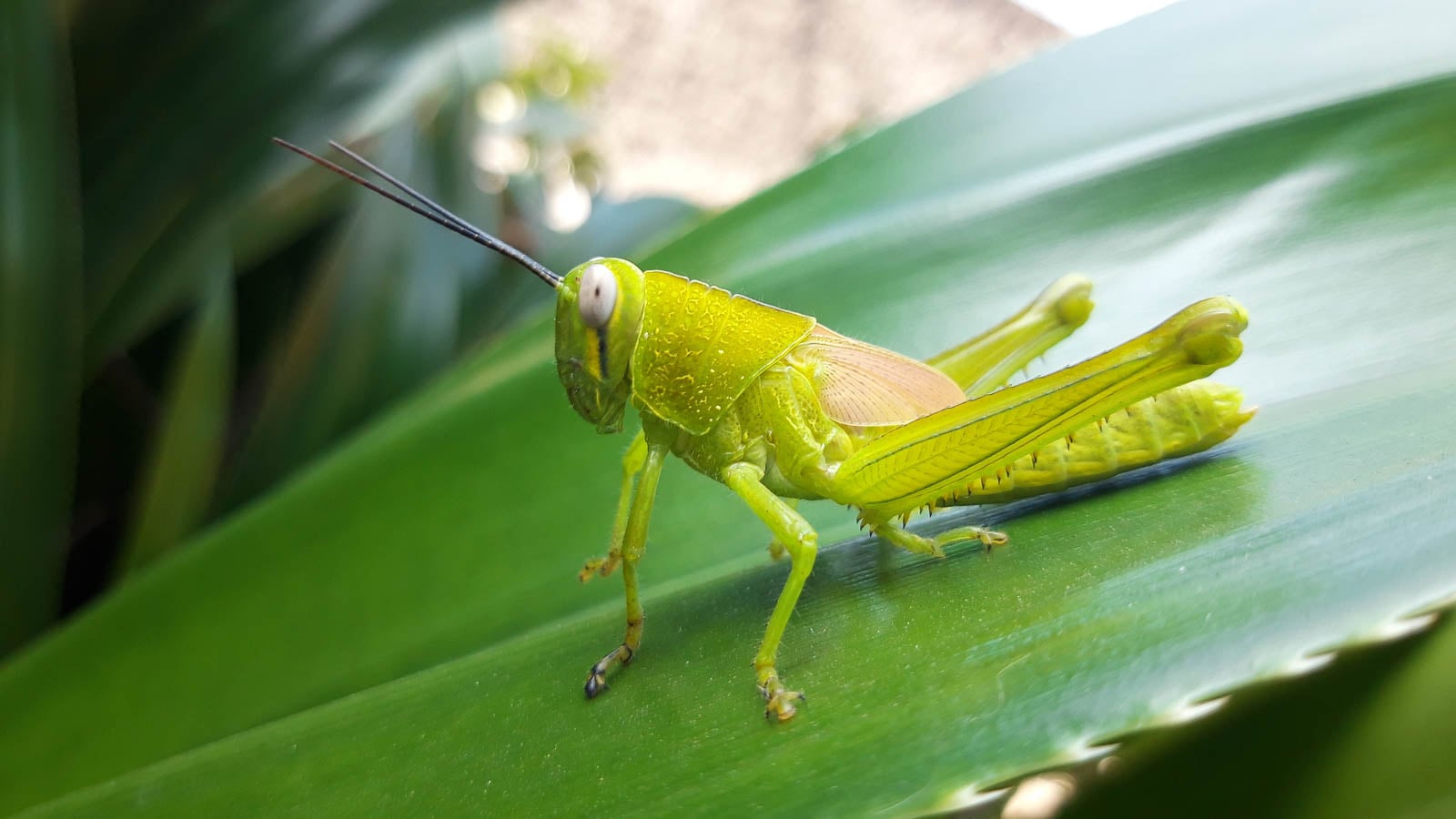 Light green grasshopper on leaf.