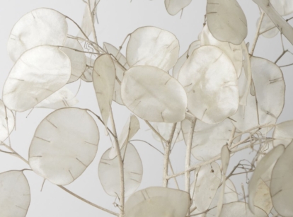 A close-up shot of a dried seed pods of the silver dollar plant