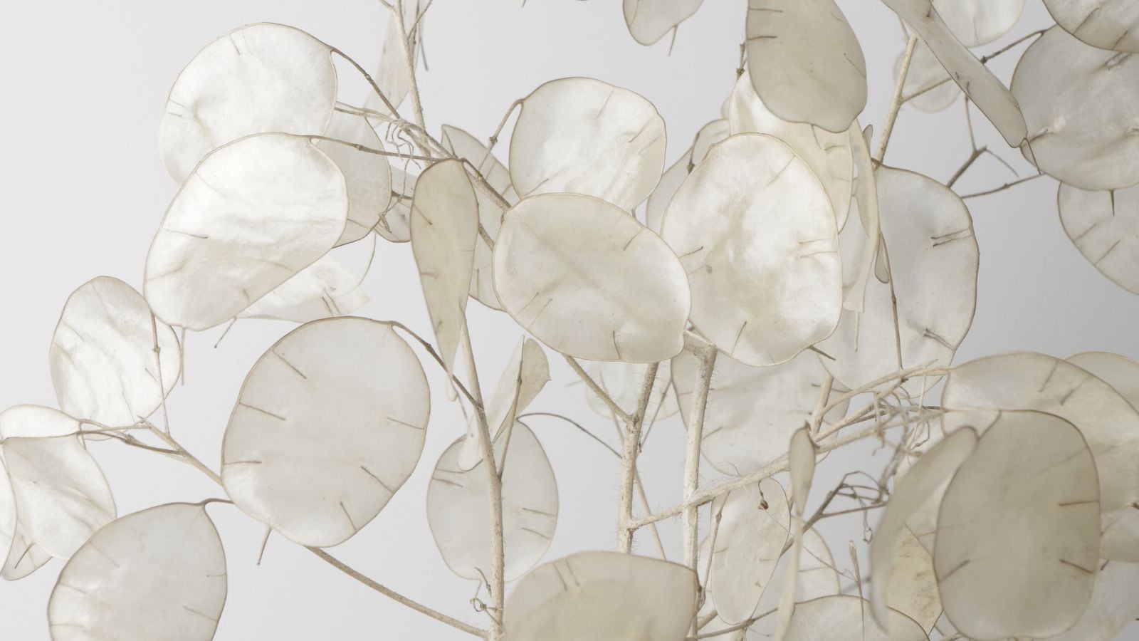 A close-up shot of a dried seed pods of the silver dollar plant