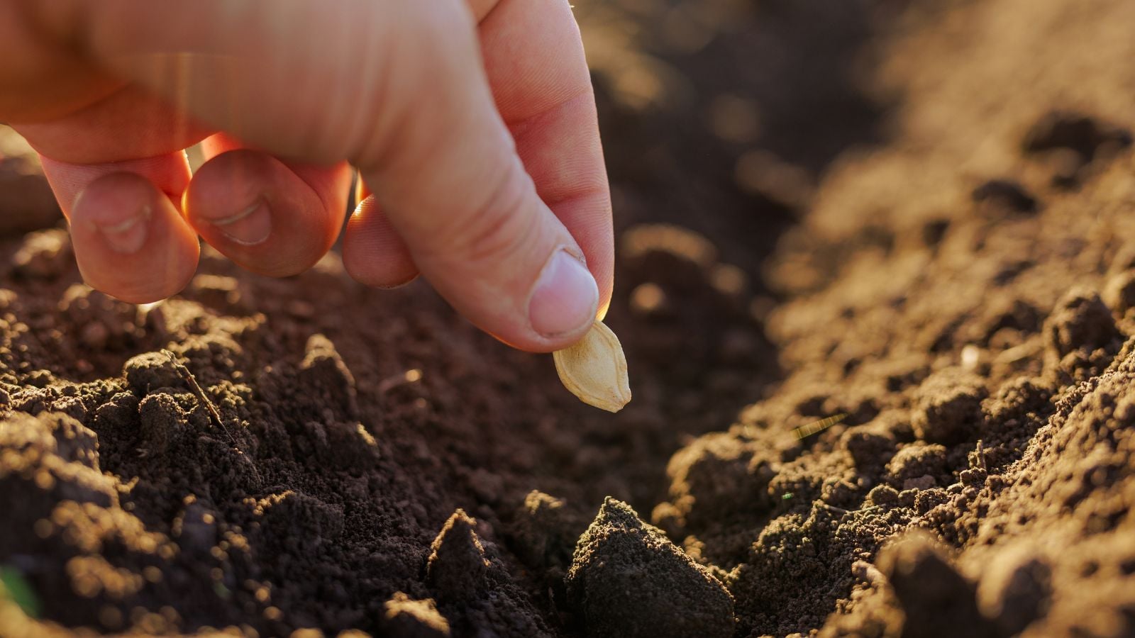 A close-up shot of a person's hand which indicates one step in how many seeds to plant per hole