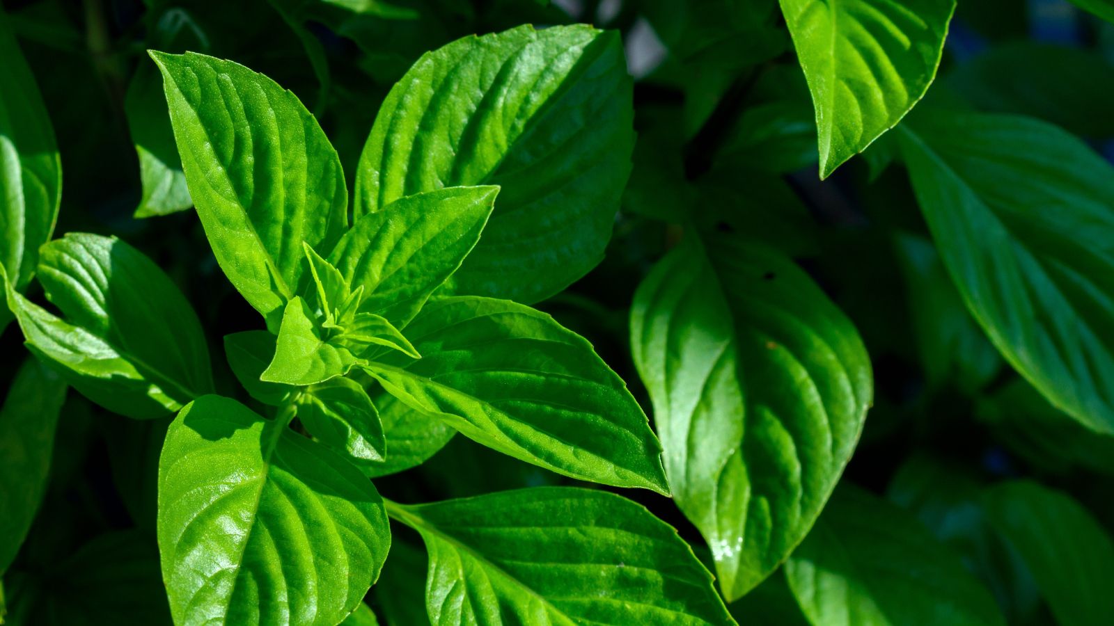 A close-up shot of leaves of an herb basking in dappled sunlight