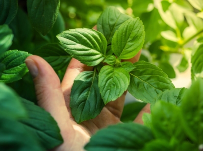 A shot of a person's hand in the process of inspecting developing herbs that showcases growing basil