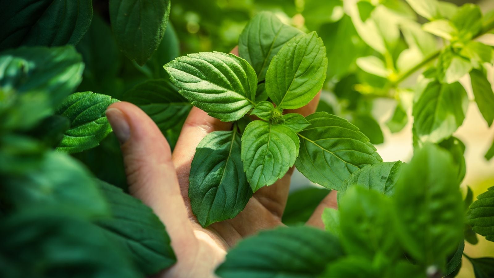 A shot of a person's hand in the process of inspecting developing herbs that showcases growing basil