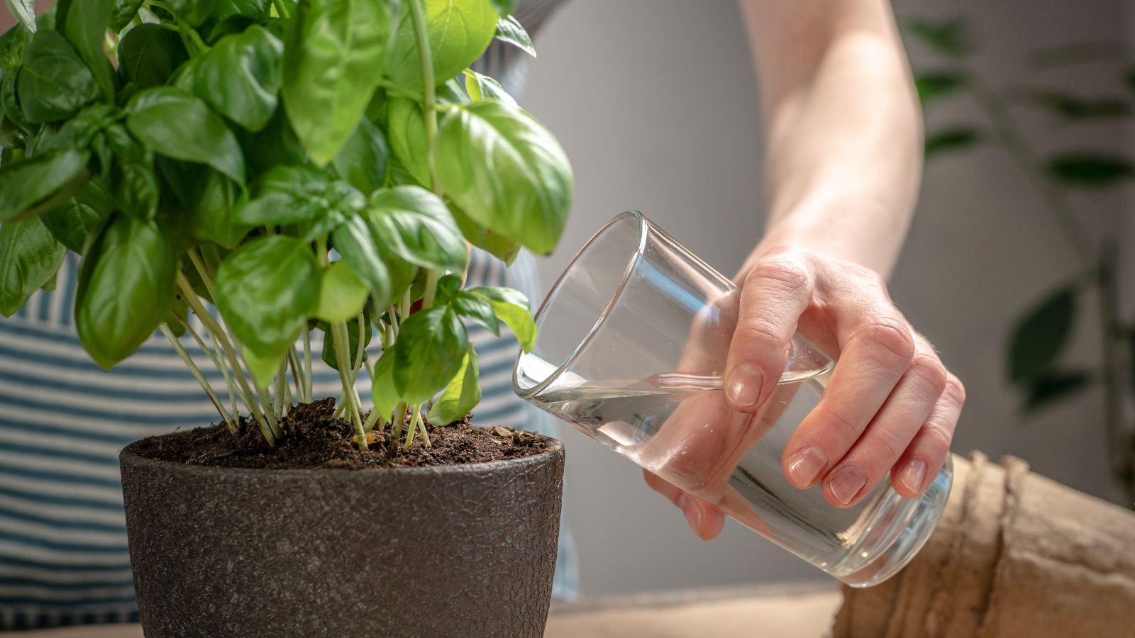 A shot of a person's hand in the process of pouring water on a potted herb in a well lit area indoors