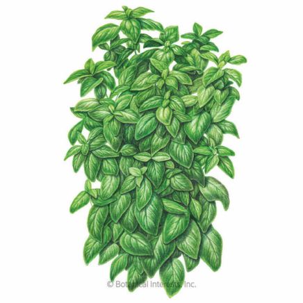 Everleaf Emerald Towers Basil