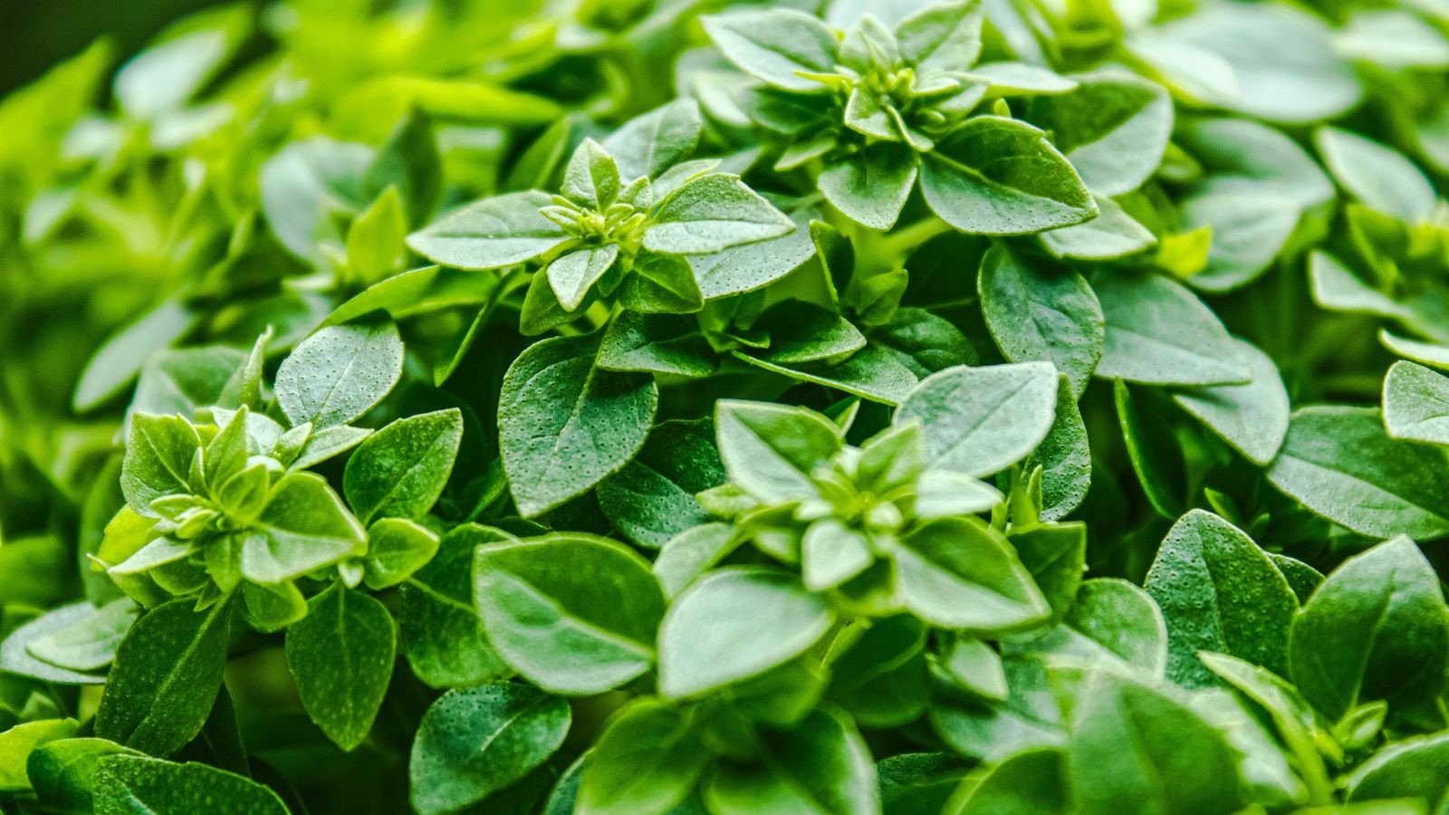 A close-up and focused shot of developing variety of herbs in a well lit area