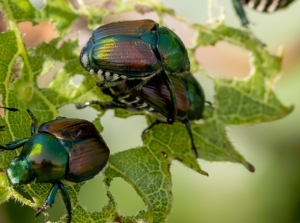How to Identify and Control Japanese Beetles