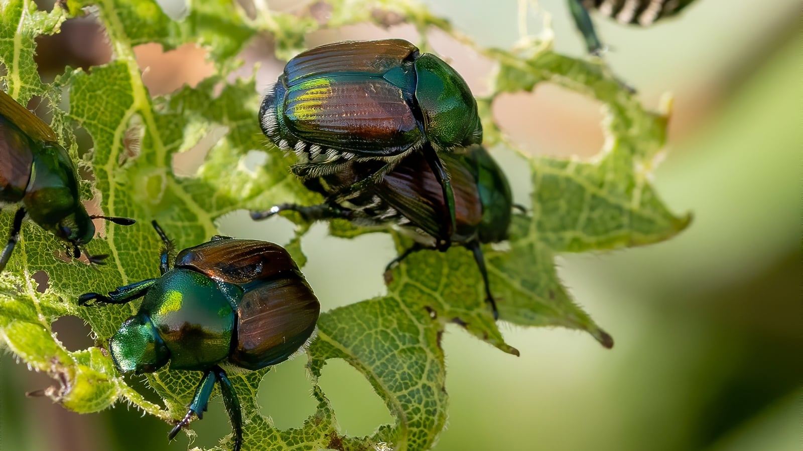 How to Identify and Control Japanese Beetles