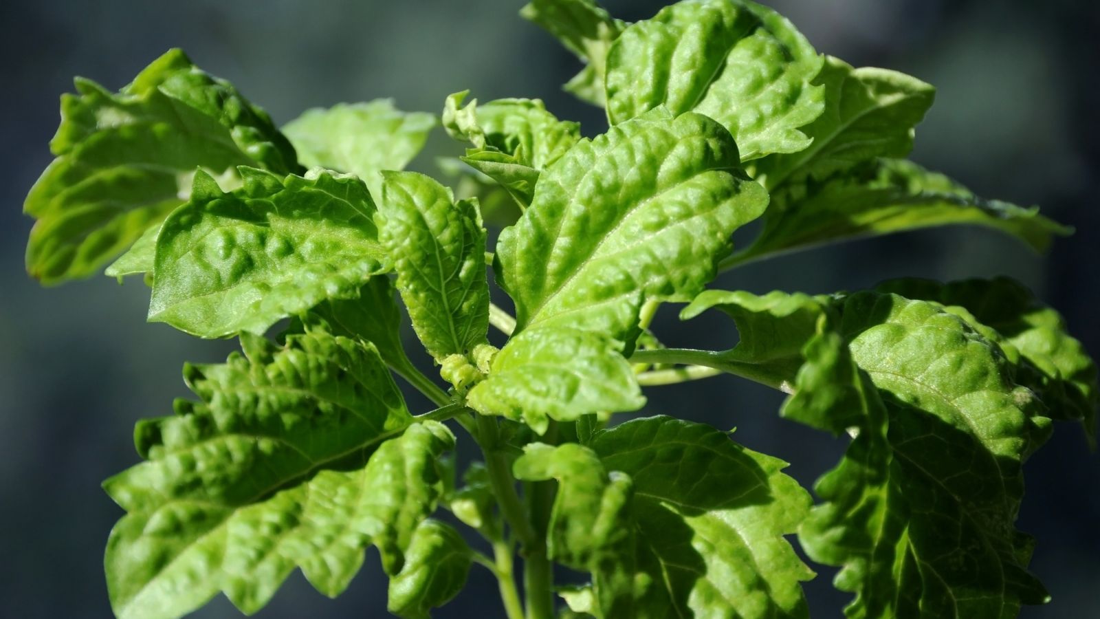 A close-up shot of leaves of a Lettuce Leaf variety of an herb showcasing its ruffled green leaves in a well lit area outdoors