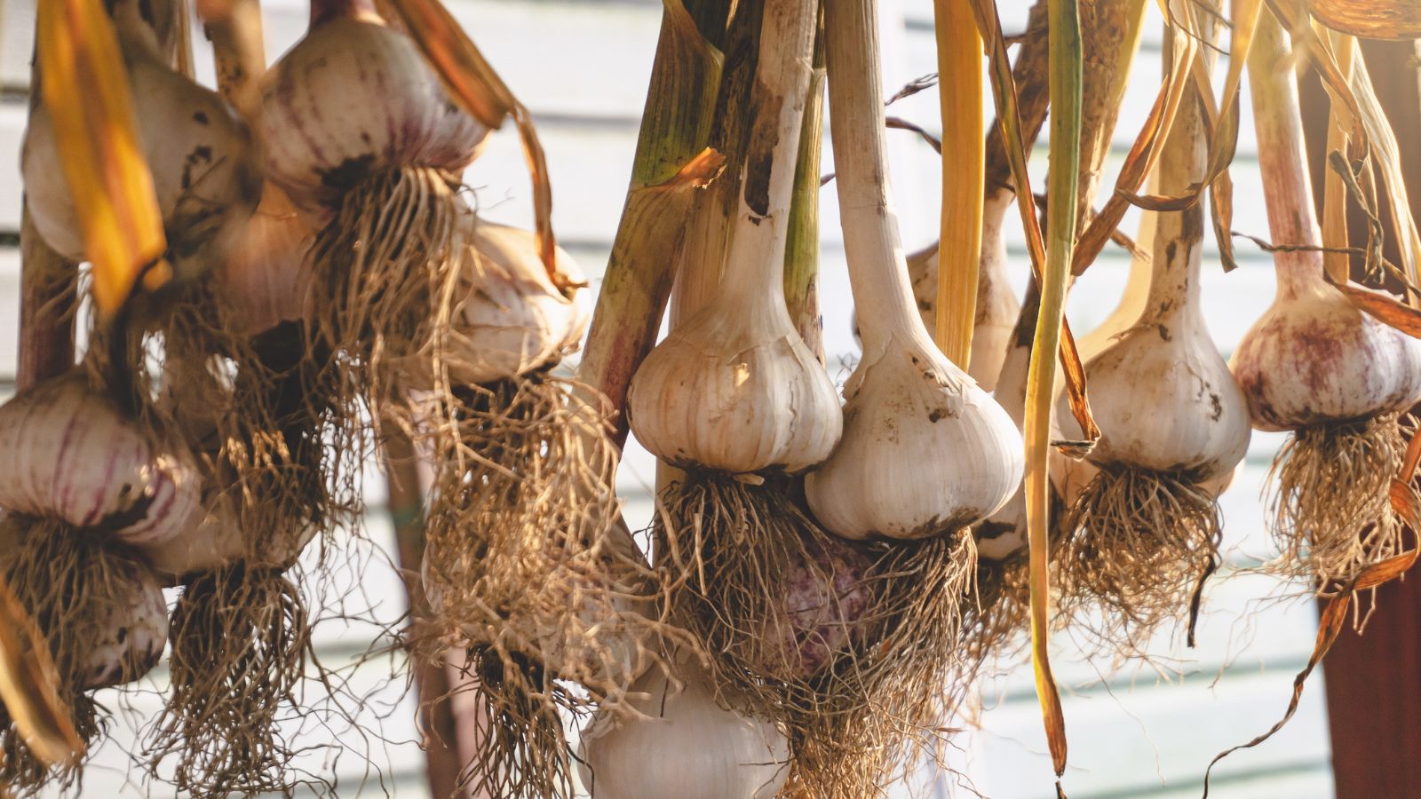 A shot of a composition of hanging and curing bulbs, all featuring their papery skin in a well lit area outdoors