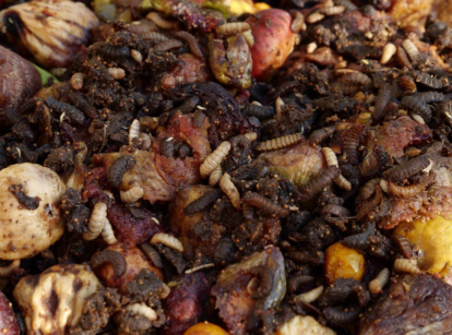 Maggots in compost pile.