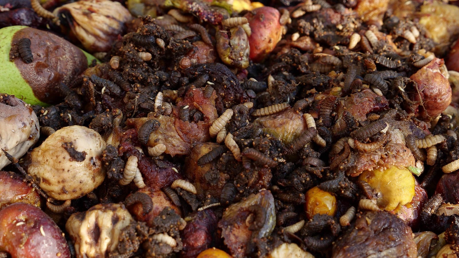 Maggots in compost pile.