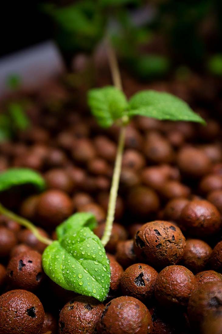 Expanded Clay Pellets