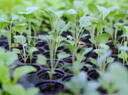 How to Control and Prevent Damping Off