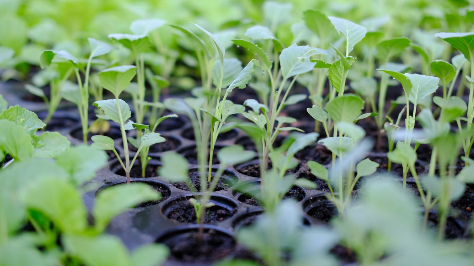 How to Control and Prevent Damping Off