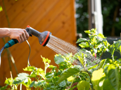 The best time to water the garden.