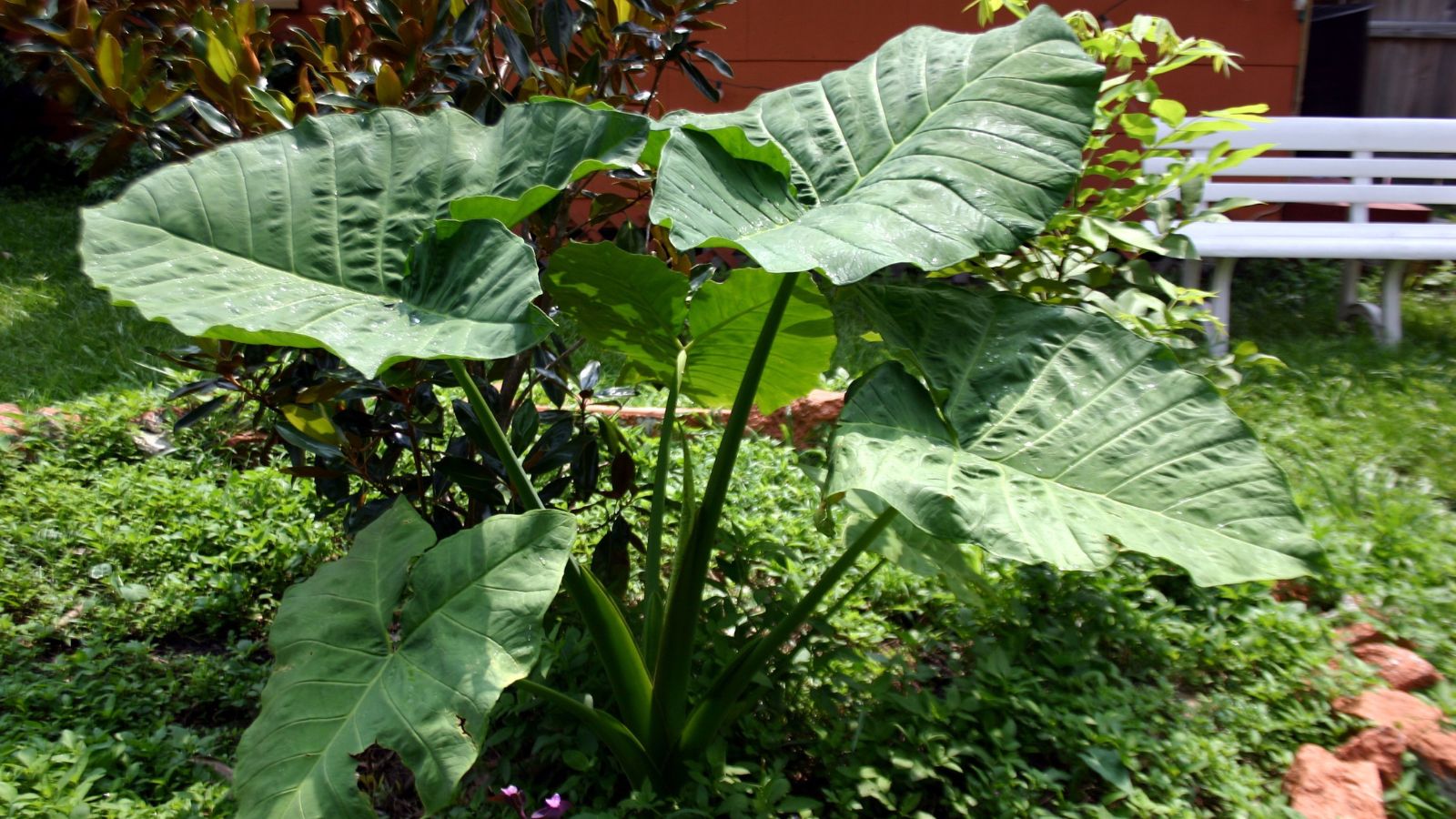 A Dasheen plant with multiple broad leaves, appearing wavy and textured attached to thick and sturdy stems surrounded by other greens