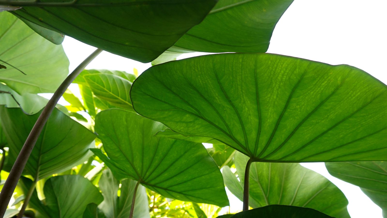 A close up of the underside of the many Dasheen plant's leaves, having distinct marks forming textures on the surface
