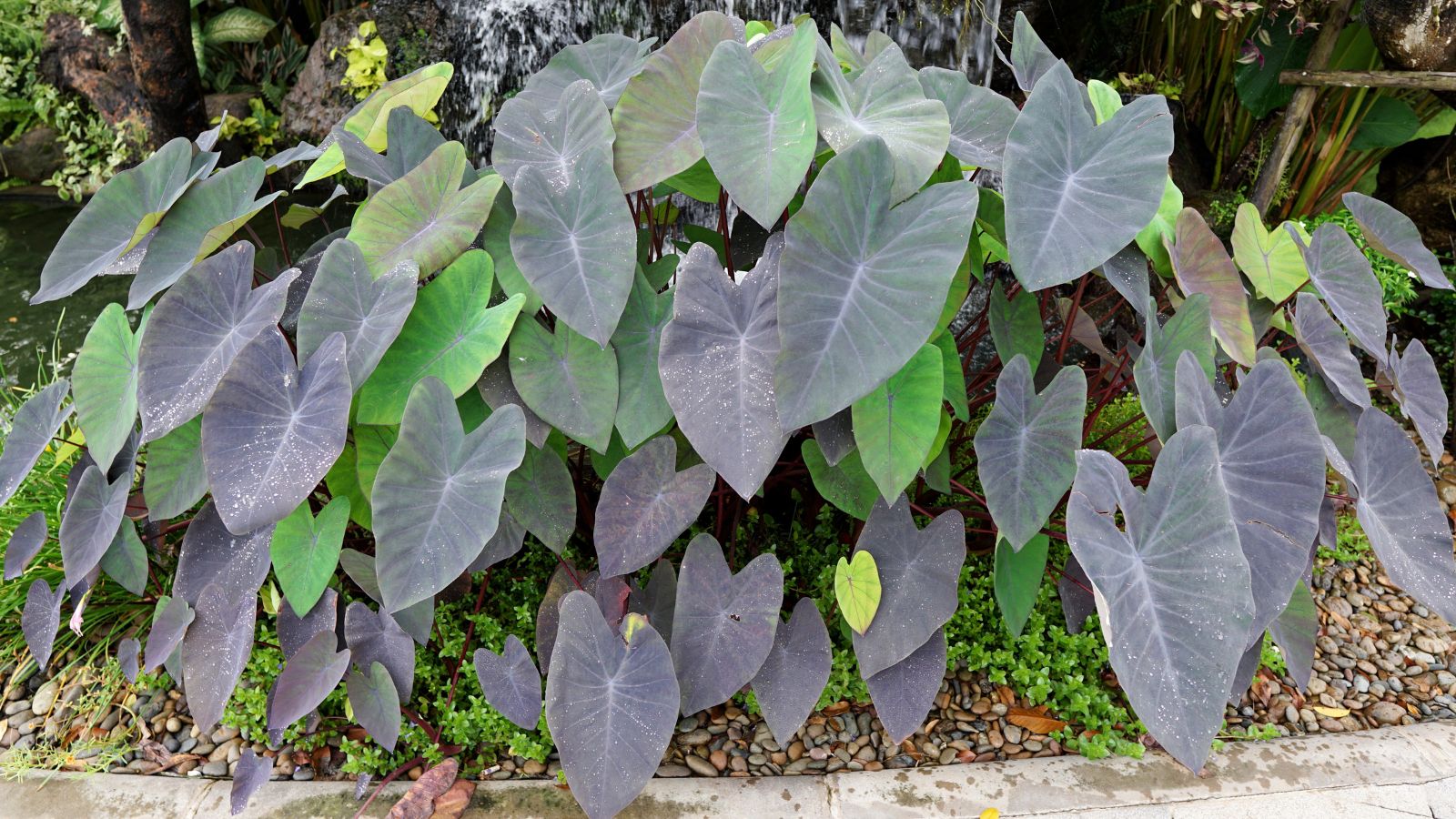 A purple variety of the Dasheen plant, appearing to have broad leaves with distinct markings surrounded by other greens