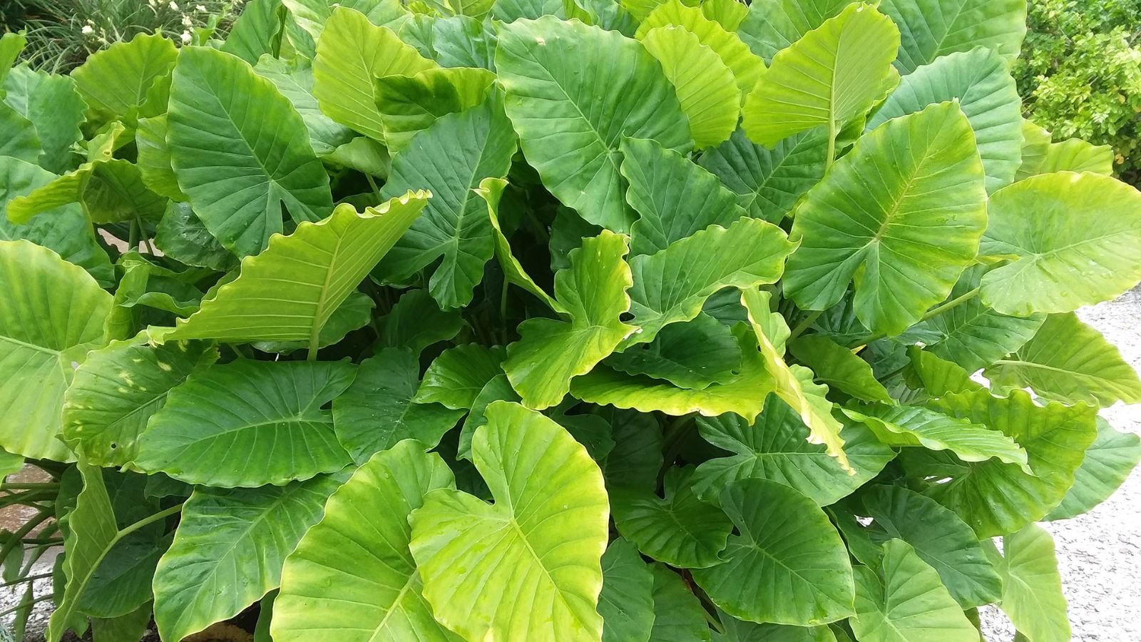 A shot of leaves of the Dasheen plant forming a cluster, having textured leaves that have wavy edges with a bright green hue