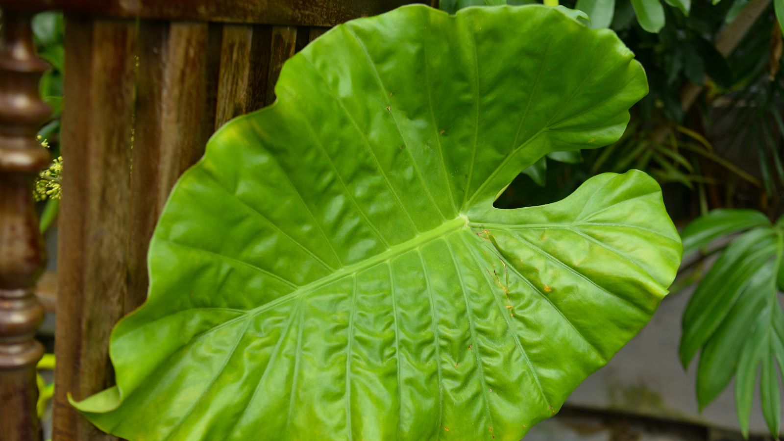 A shot of the Dasheen plant's leaf with textured surface, appearing to have very wavy edges with its stem popping out from a container