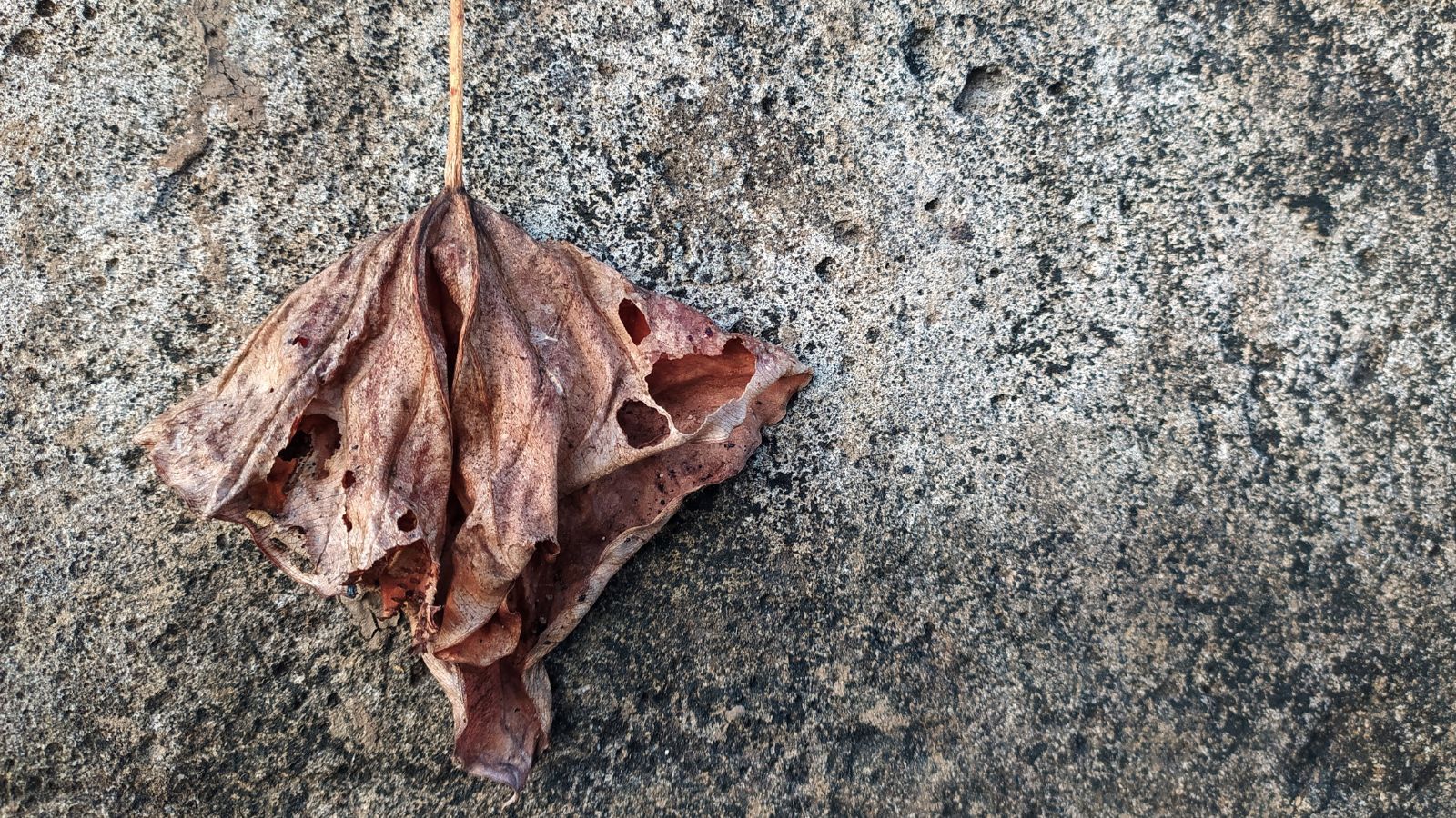 A wilted leaf appearing brown against a concrete wall with a dark to light hue, with the leaf appearing to have holes and a brown stem 