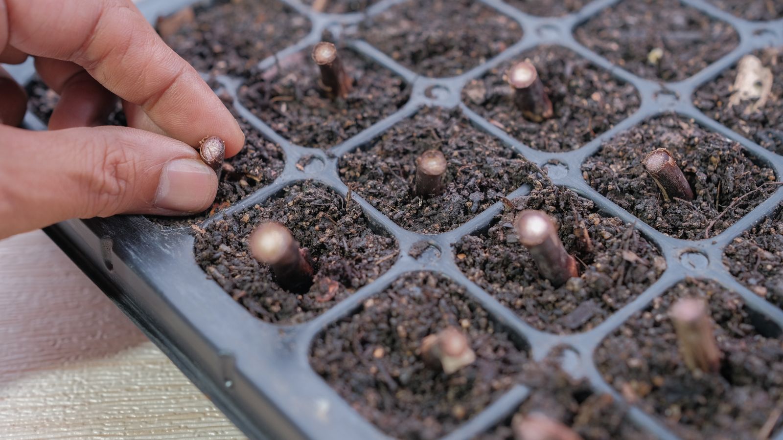 Someone using their bare hand to propagate the Dasheen plant, appearing as small twigs in dark and moist soil
