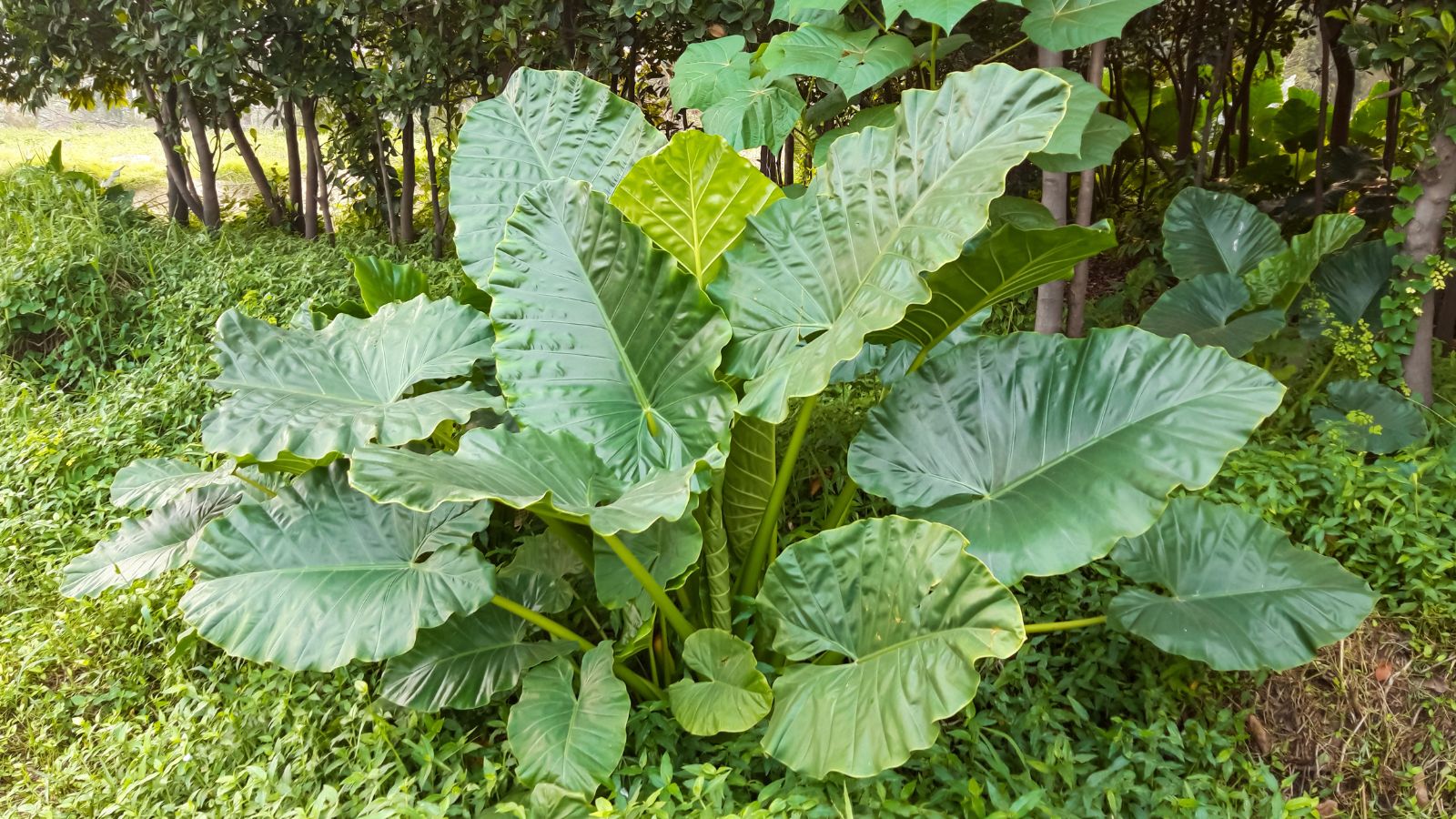 A healthy-looking Dasheen plant with broad leaves that stand tall with sturdy and thick stems surrounded by other greens and foliage