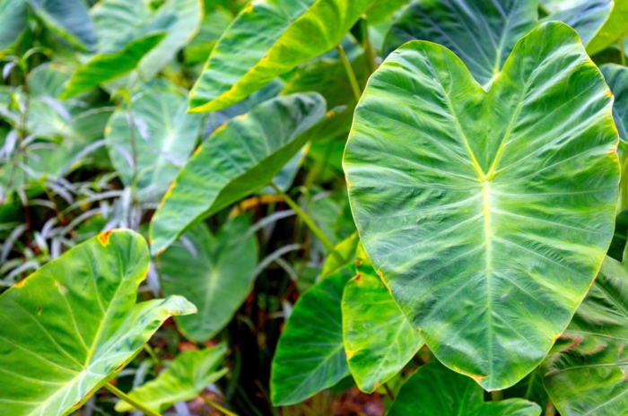 An elephant ear plant with broad leaves with wavy and waxy surface attached to sturdy-looking stems