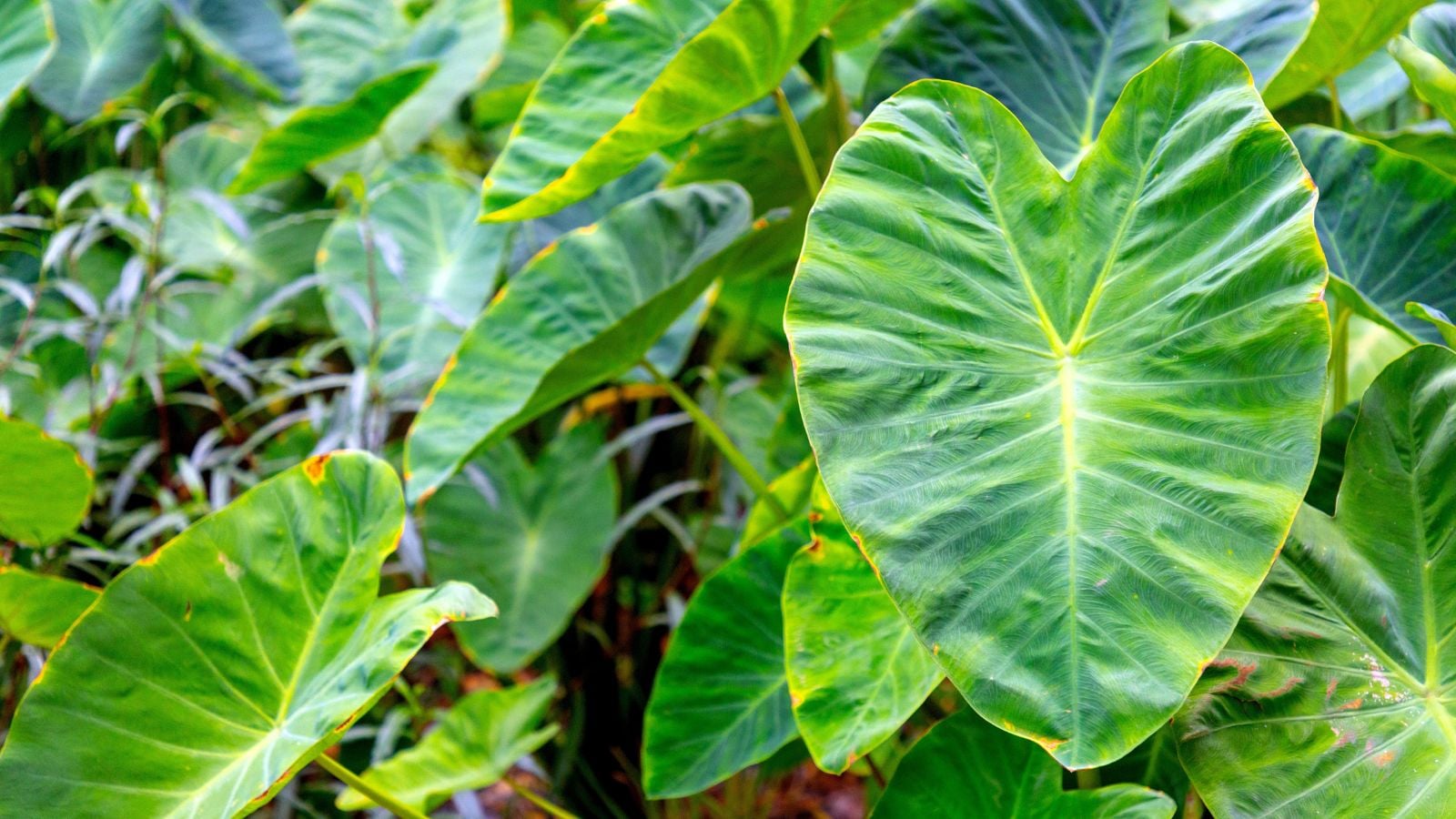 An elephant ear plant with broad leaves with wavy and waxy surface attached to sturdy-looking stems