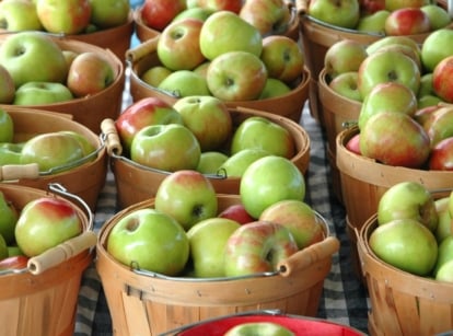 Buckets filled with Heirloom apples with red and green hues