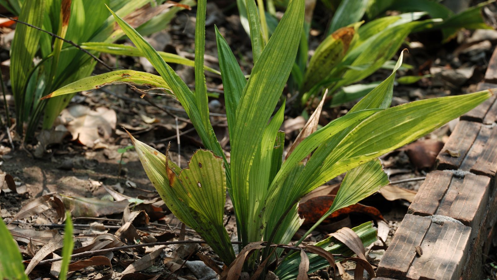 A Aspidistra elatior with damaged leaves appearing to be infected with a disease harming its parts