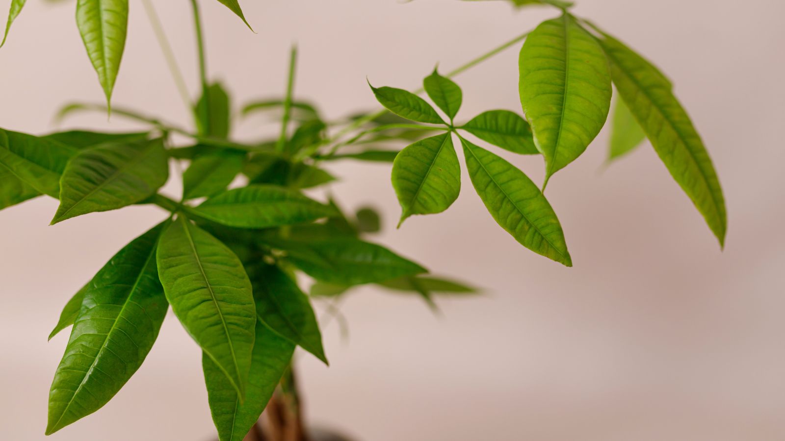 A close-up and overhead shot of leaves and trunk of a houseplant placed on a pot in a well lit area indoors