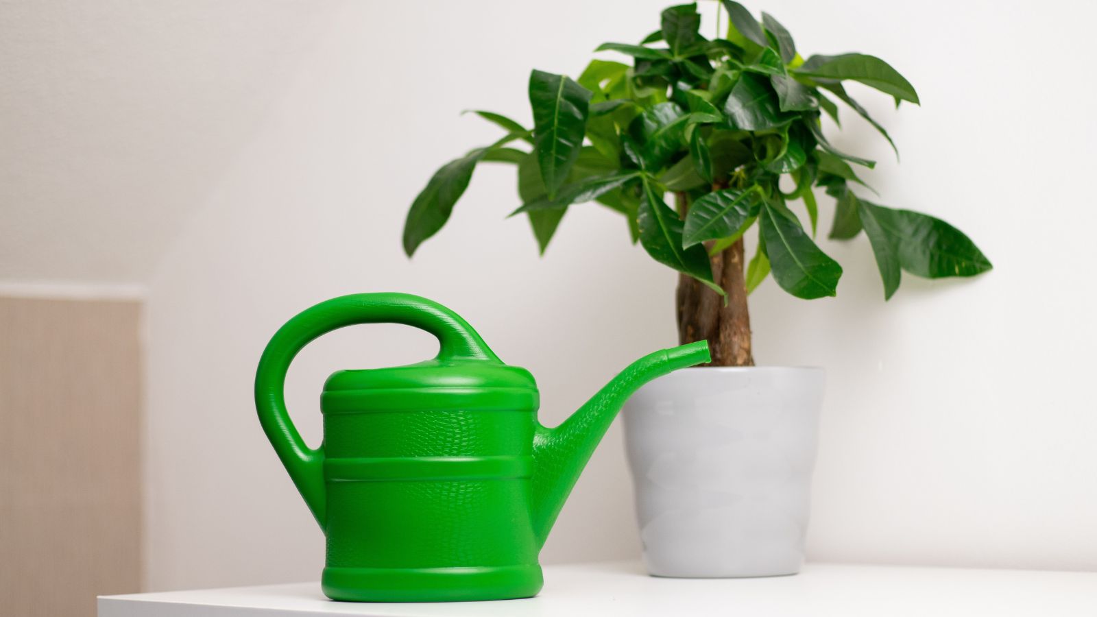 A close-up shot of a green watering can beside a developing potted houseplant, all situated in a well lit area indoors