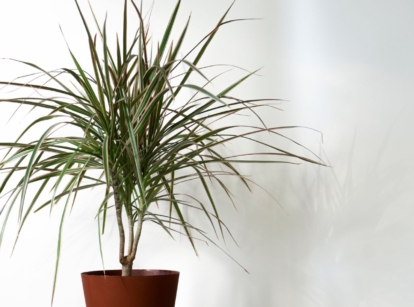 A close-up shot of a houseplant named Dracaena marginata