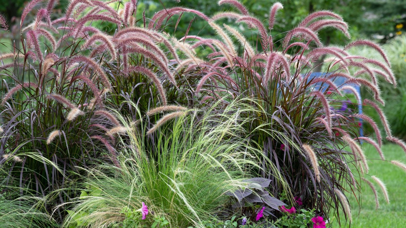 A close-up shot of a large composition of tall arching plants alongside other foliage, showcasing ornamental grasses